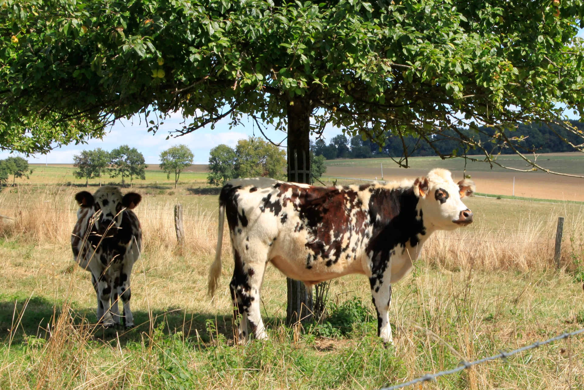 Pré-verger dans la Vallée de la Lévrière (© Sandra Huppe)
